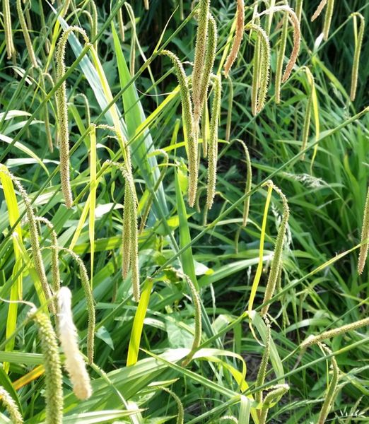 Carex pendula